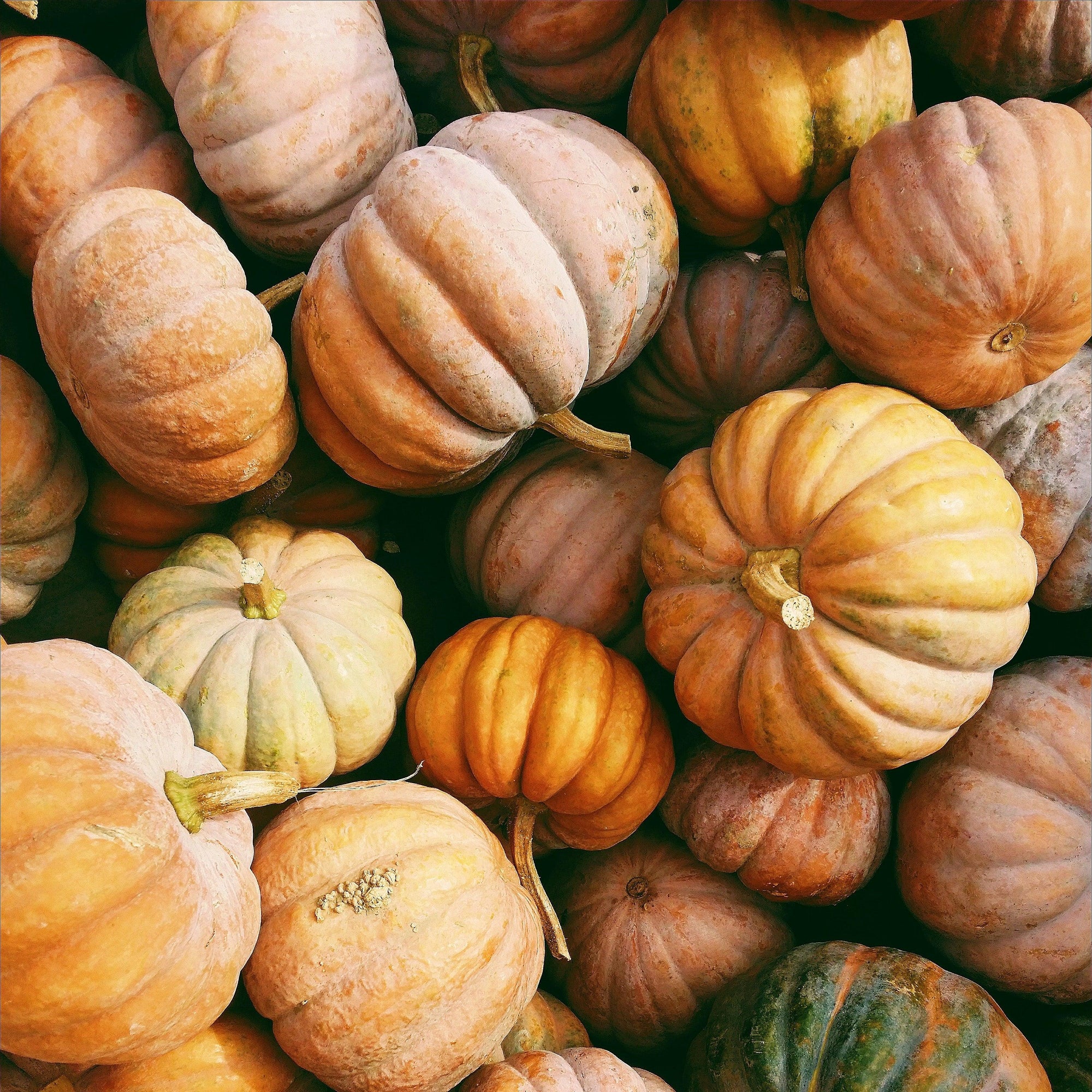 Things We Are Loving: Fall Edition - Anthony's Ladies Apparel