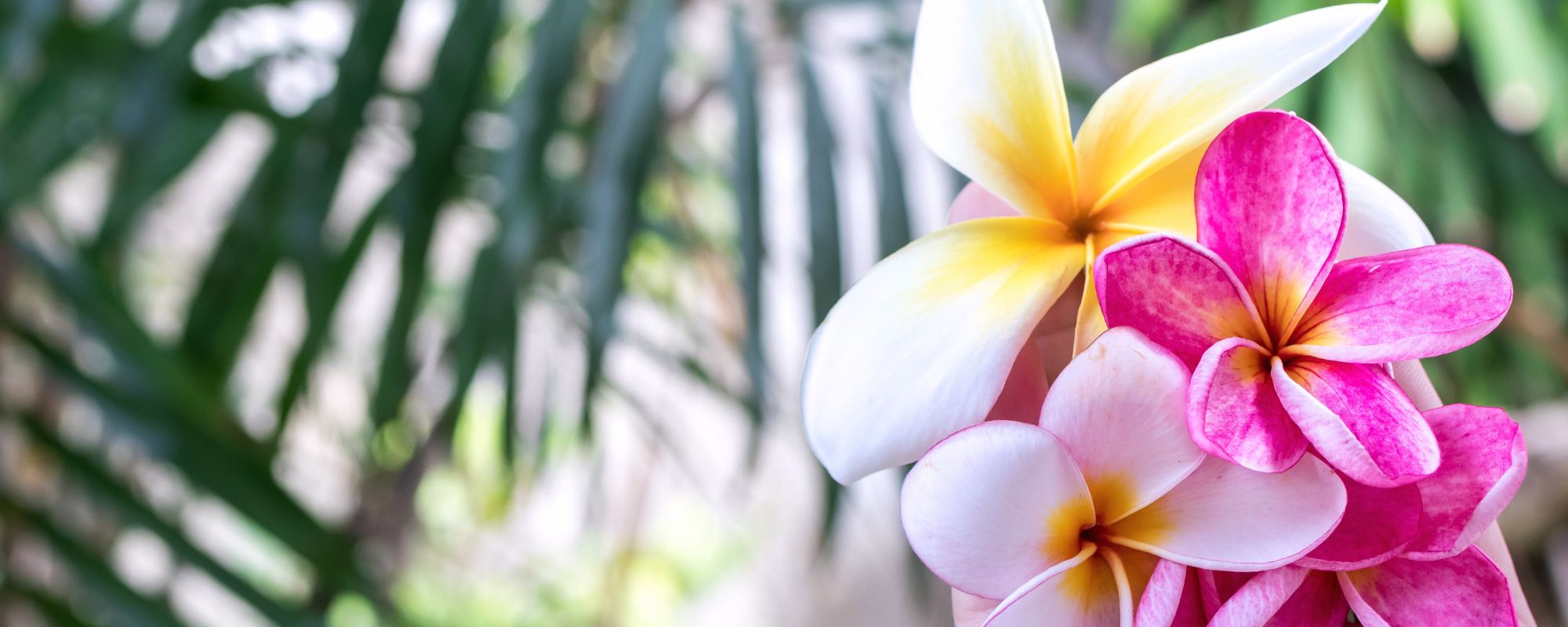 flower newsletter