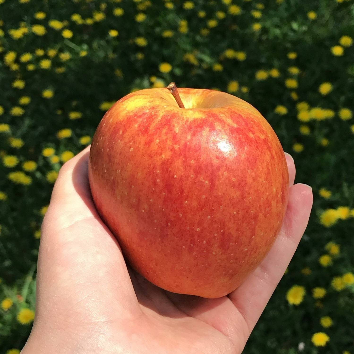 How to Dress an Apple-Shaped Body