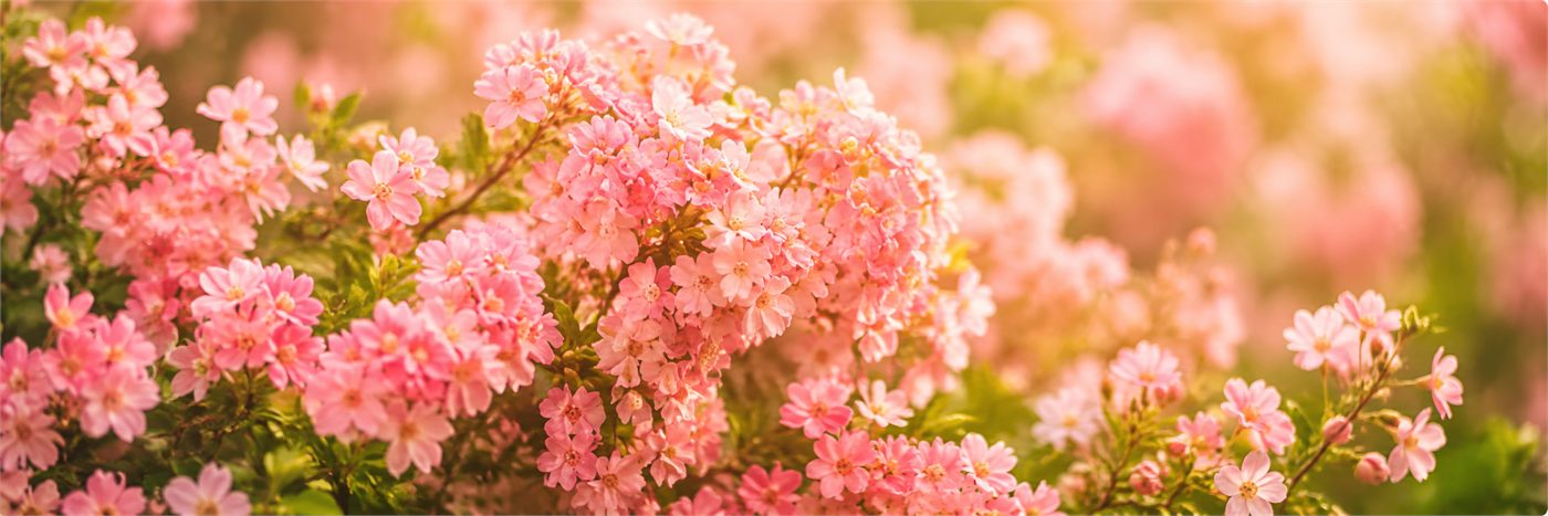 Pink flowers in bright sunlight